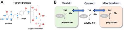 Structural insights into binding of polyglutamylated tetrahydrofolate by serine hydroxymethyltransferase 8 from soybean